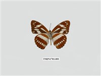 藏品(寬帶蛺蝶)的圖片